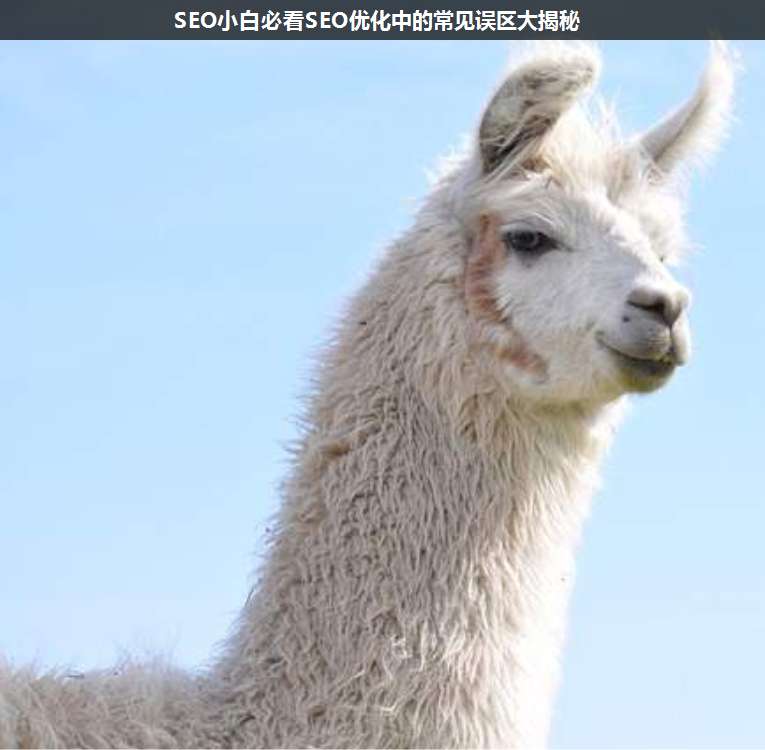 SEO小白必看SEO優(yōu)化中的常見(jiàn)誤區(qū)大揭秘